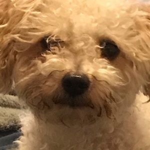 Meet your Posher, Dany